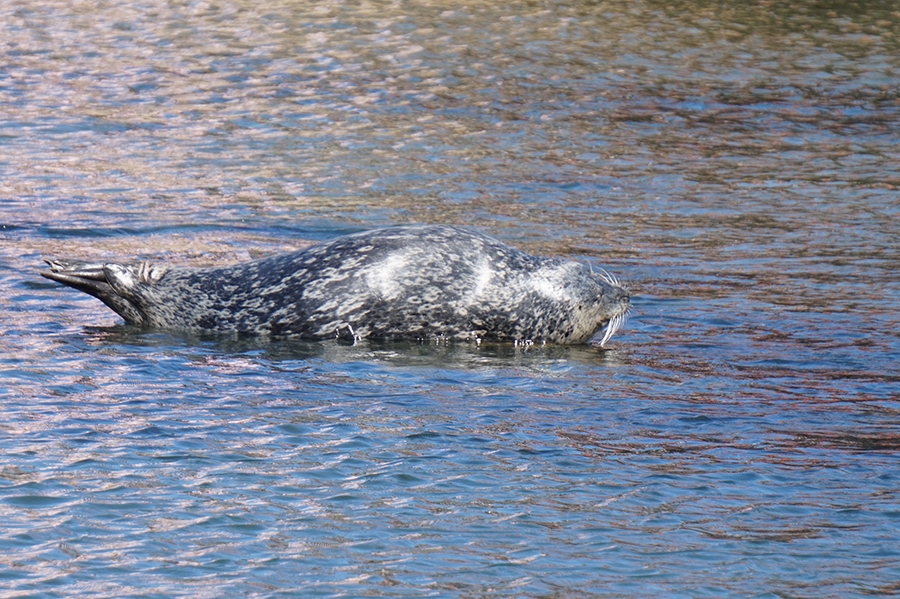 A harbor seal in Monterey is lounging on a rock just under the surface of the water