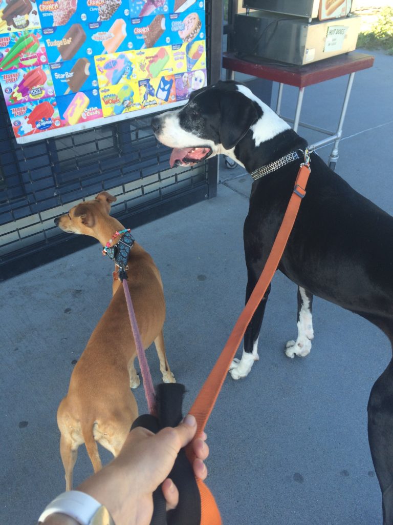 Ruby the Whippet and Pluton the Great Dane try to decide on which ice cream to order