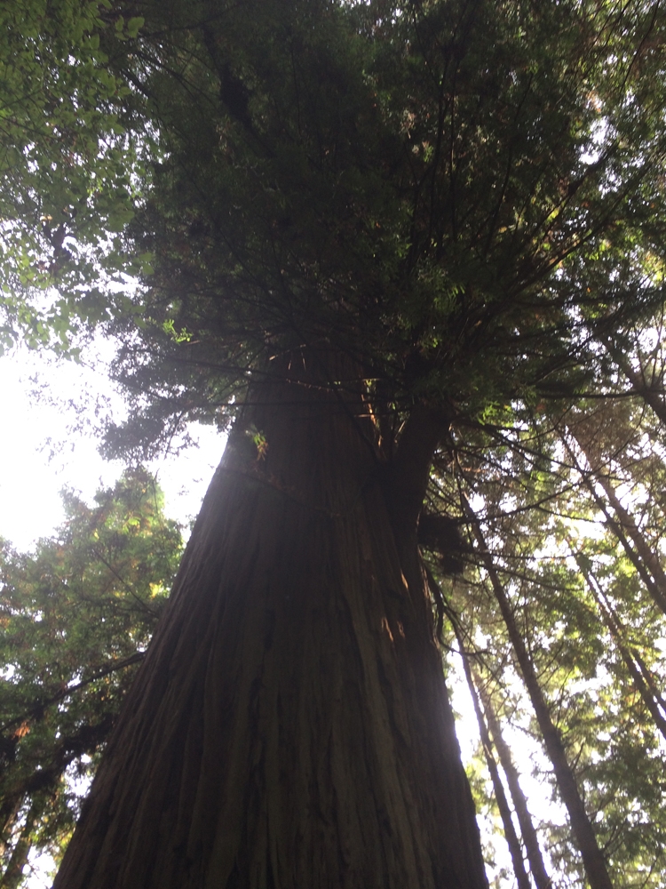Amazingly huge Redwoods!