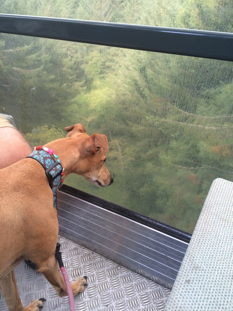 Ruby taking in the view from the gondola