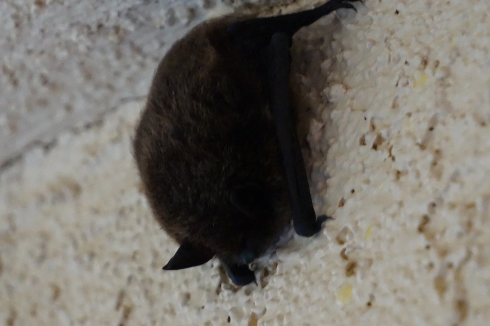 A little bat was hanging outside our room in the morning...