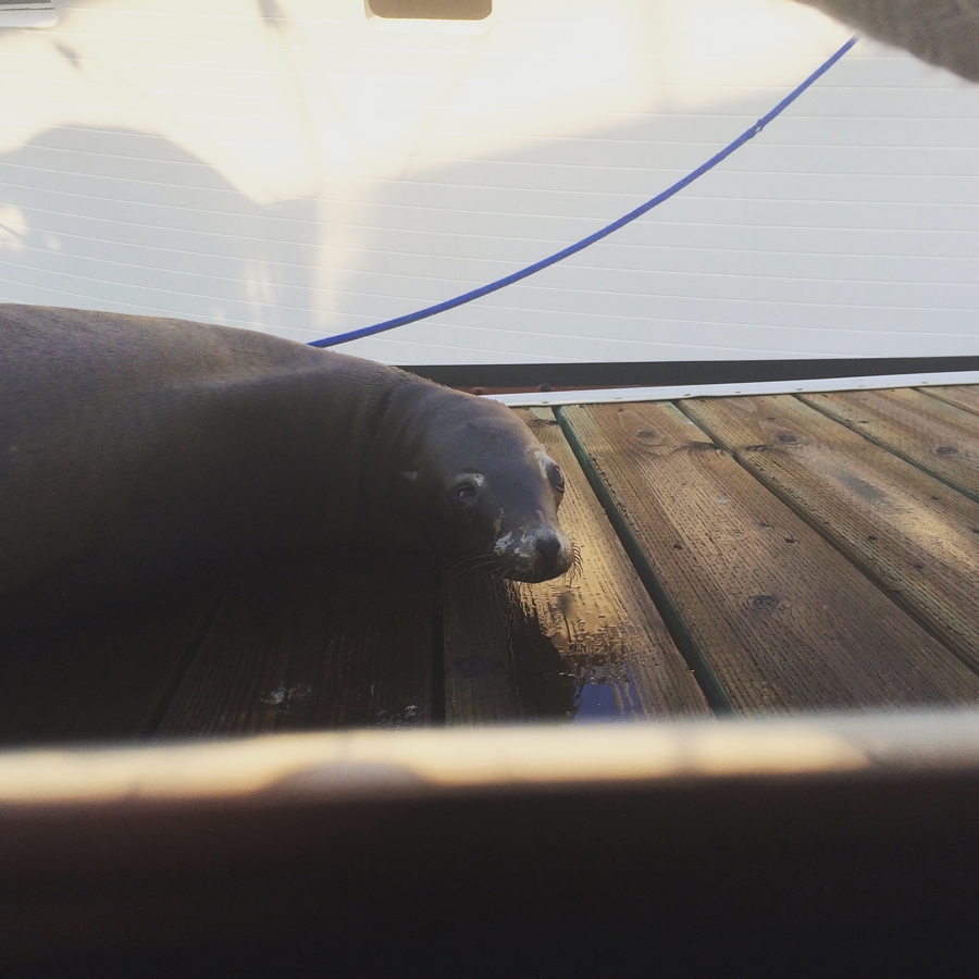 Suzy the sea lion through the portlight