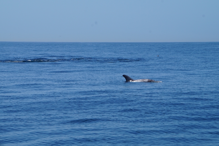 Risso's dolphins on the way to Monterey!