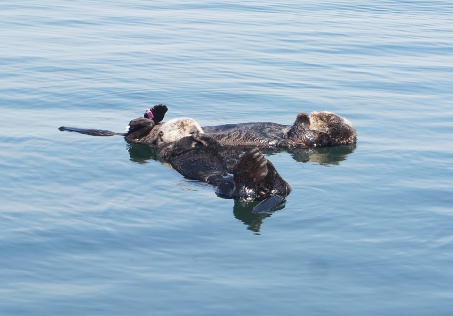 Sea otters in Monterey